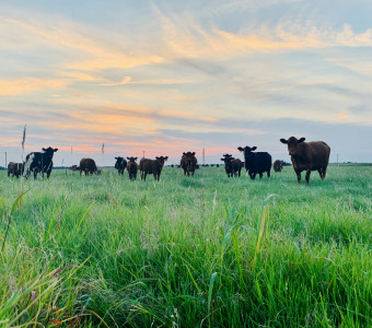 Oklahoma angus beef Family farm raised