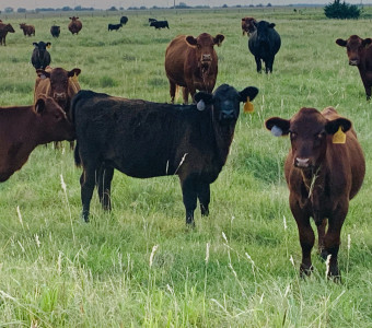 Black Angus red Angus beef