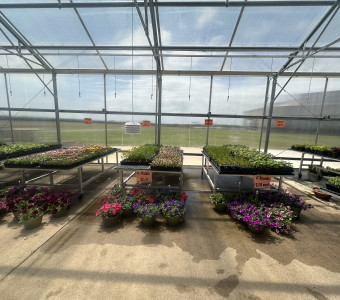 Large selection of flowers and vegetables