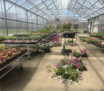 Large selection of flowers and vegetables