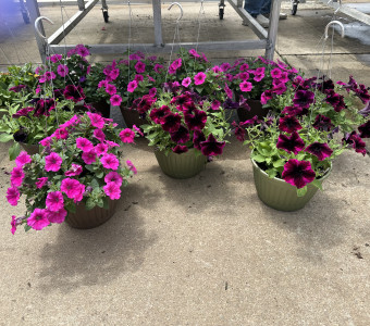 Hanging baskets and boston ferns