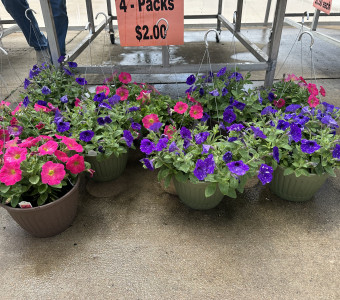 Hanging baskets and boston ferns