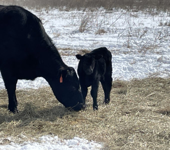 Cow and Calf