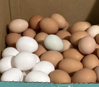 eggs1