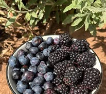 blackberries
