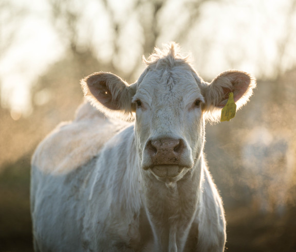 Strnad Land & Cattle