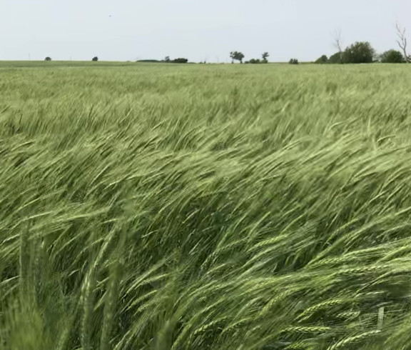 Turkey Red Wheat