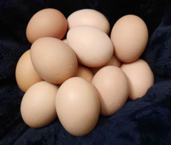 Fresh brown eggs