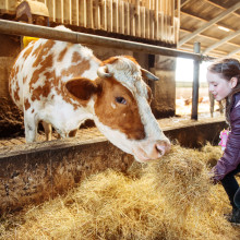 Holiday Family Farm Tours