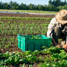 farming