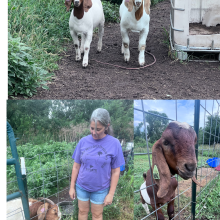 BX Goat Farm