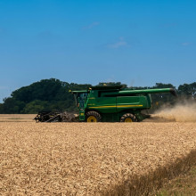 kuehny wheat