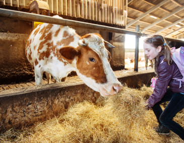 Holiday Family Farm Tours