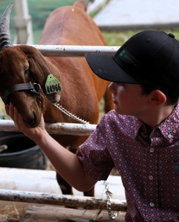 summer County Fair