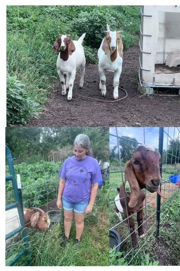 BX Goat Farm