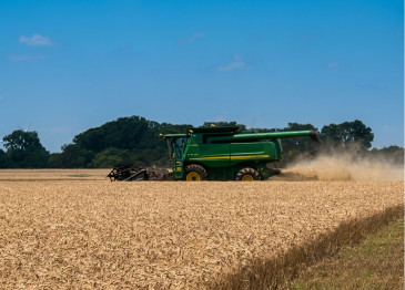 kuehny wheat